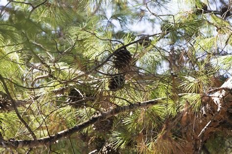 Tree with thorny branches closeup. 5123816 Stock Photo at Vecteezy