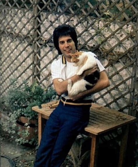 20 Photos Of Freddie Mercury and His Cats In The Best of Times