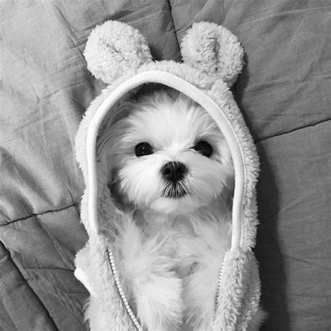 Super Cute Puppies, Cute Little Puppies, Cute Dogs And Puppies, Cute Little Animals, Cute Funny ...