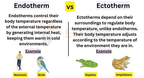 Endothermic Animals Examples