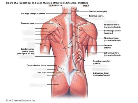 Superficial and Deep Muscles of the Neck, Shoulder, and Back Diagram ...