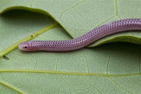 Texas Blind Snake Facts and Pictures | Reptile Fact