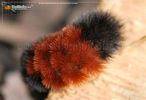 black and orange hairy caterpillar - Joni Whittington