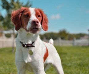 Todo sobre la raza de perro spaniel bretón | Spaniel puppies, Dog friends, Cute dogs