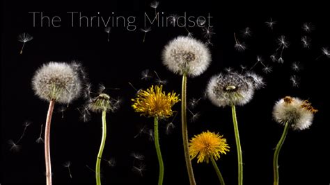 Thriving Mindset | Adult Academy