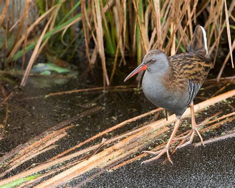 Corncrake - BirdWatch Ireland