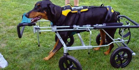 49 PDSG - Wheelchairs for dogs - Paralyzed Dog Support ideas ...