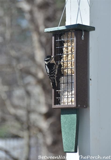 Best Suet Feeder For Pileated Woodpeckers