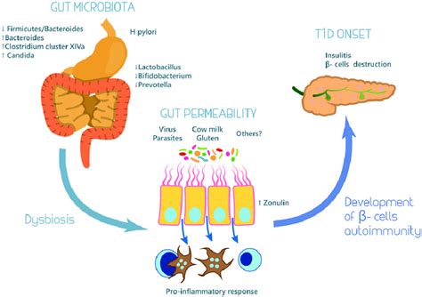 Factors Influencing The Gut Microbiota Inflammation And Type 2 Diabetes - DiabetesWalls