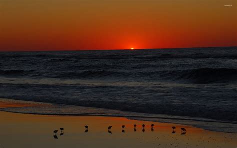 Seagulls on the beach at dusk wallpaper - Beach wallpapers - #50947