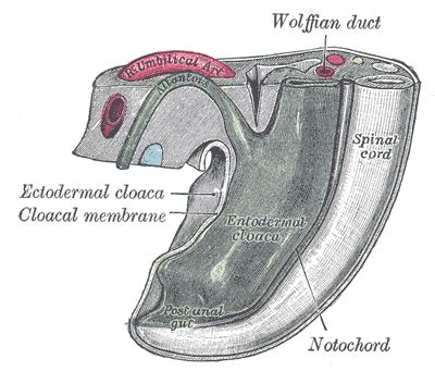 Cloaca (embryology) - wikidoc