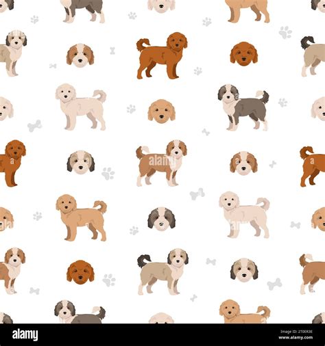 Havapoo seamless pattern. Havanese Poodle mix. Different coat colors ...