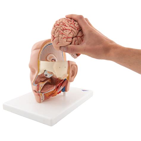 Anatomical Teaching Models - Plastic Anatomy Models - Head Model with 4-Part Brain