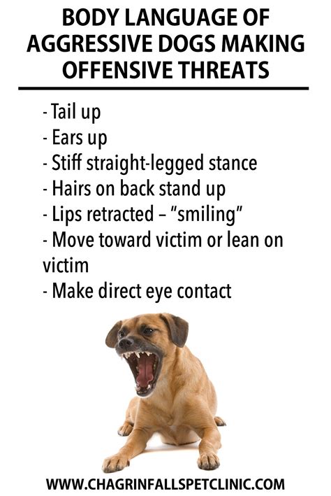 Learn to recognize the early warning signs of aggression by reading your pup’s body language ...