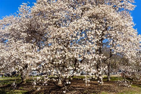 Ten Most Common Trees in the United States