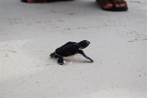 Baby turtle Lankayan Island | Baby turtle Lankayan Island Cr… | Flickr