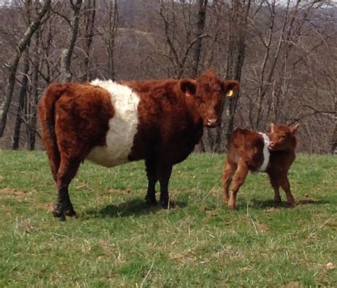 Red Belted Galloway | Galloway cattle, Cow calf, Belgian blue cattle