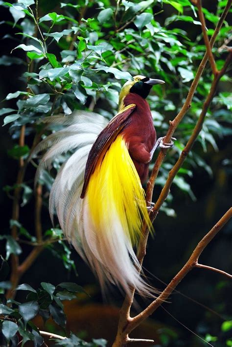 Bali Bird of Paradise | Beautiful birds, Birds, Birds of paradise