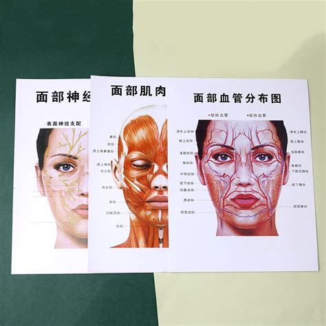 "Cosmetic Plastic Facial Vascular Distribution Map Neuromuscular Distribution Teaching Auxiliary ...