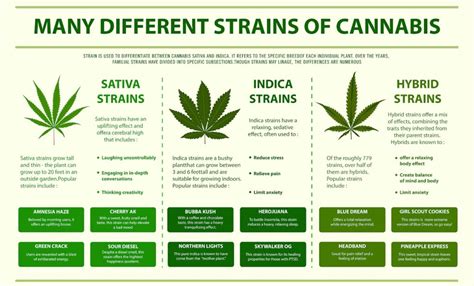 Cannabis Plant Overview | Think About Cannabis