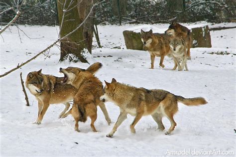 Fight In Wolf Pack by amrodel on DeviantArt