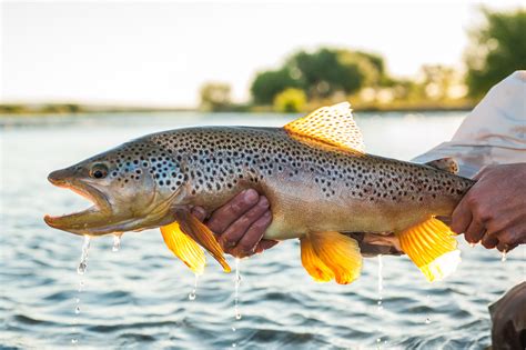 Fishing Photos Patagonia - Patagonia Fly Fisherman