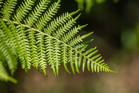 Green Fern Leaf · Free Stock Photo