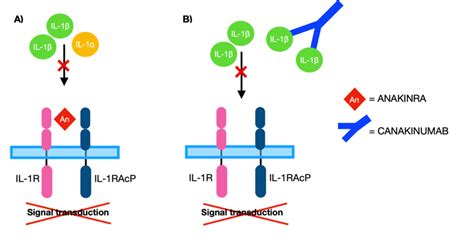 -Scheme of the mechanism of action of Anakinra and Canakinumab | Download Scientific Diagram