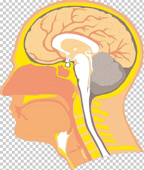 Swallowing Anatomy Velopharyngeal Insufficiency Human Body Head PNG ...