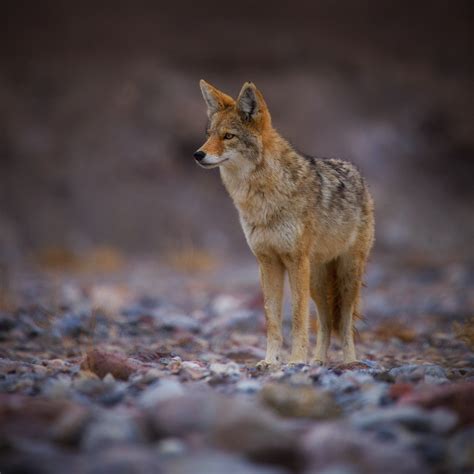 Death Valley: Coyotes on Behance