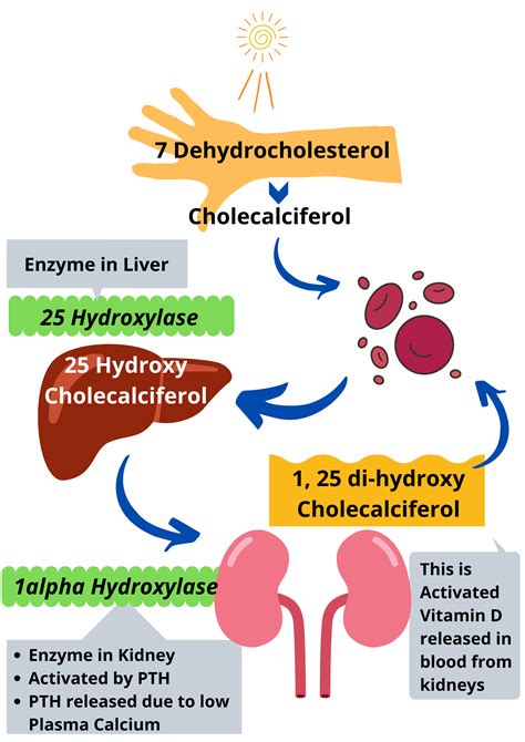 Vitamin D Metabolism