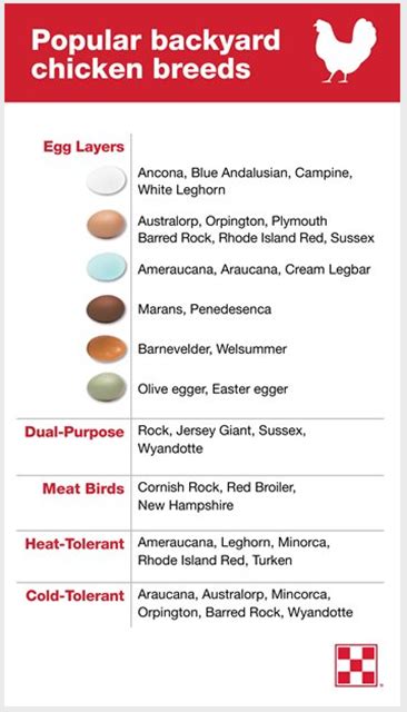 Chickens That Lay Colored Eggs| Purina Animal Nutrition