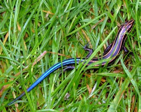 Blue-tailed Skink Facts, Habitat, Diet, Life Cycle, Baby, Pictures