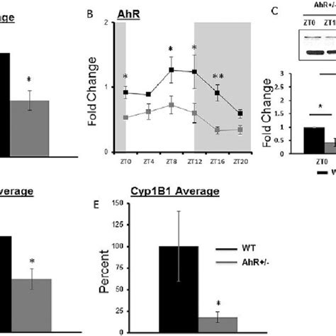 AhR+/-mice have reduced AhR and AhR target gene expression. liver ...