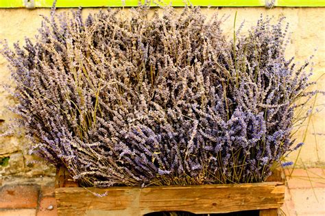 Slideshow: Lavender Festival Digne Les Bains, Haute Provence | Mommy ...