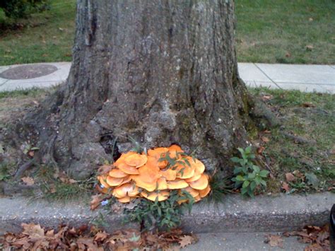 Tree Mushroom Fungi « It’s Mike Ettner’s Blog