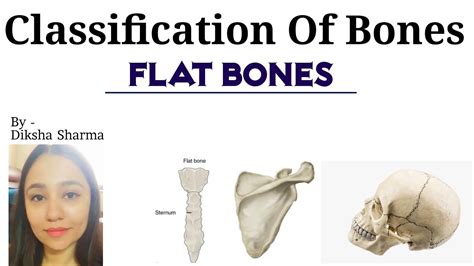 Flat Bones | Classification of Bones | skull bones, sternum and scapula - YouTube