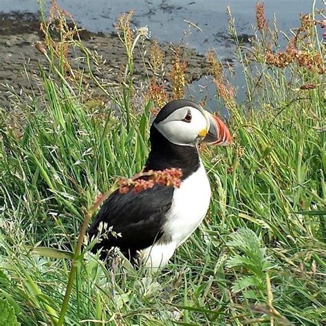 Puffins in Scotland - MUST SEE SCOTLAND