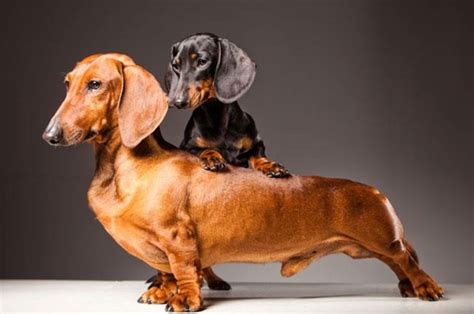 If you love dachshunds, visit our blog to find the best products and accessories for hounds and ...