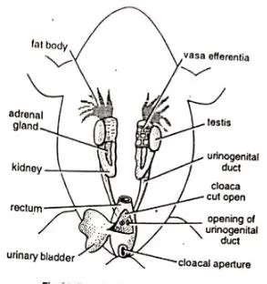 Urinogenital System of Frog | Diagram - Swarborno