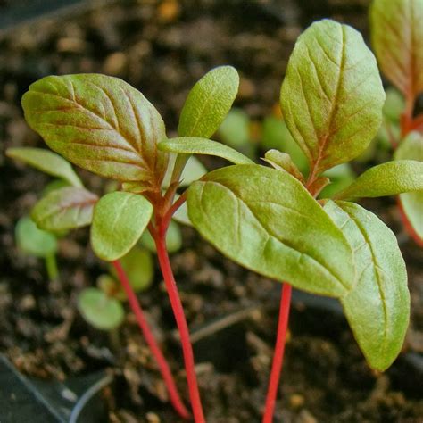 HOW TO GROW AMARANTH FROM SEED |The Garden of Eaden