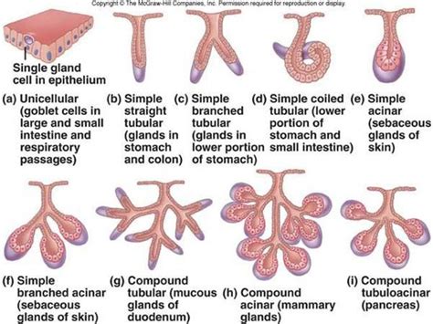 Types of exocrine glands with their locations - MEDizzy