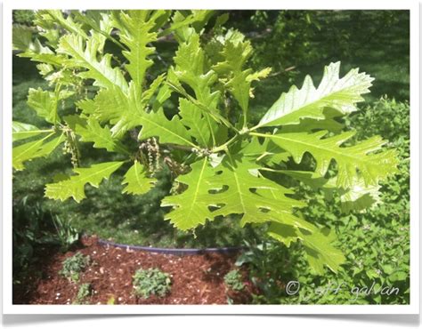 Bur Oak – Quercus macrocarpa – Leaves | Boulder Tree Care - Pruning ...