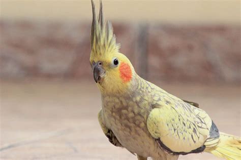 Watch: Cockatiel won't stop singing "If you're happy and you know it".