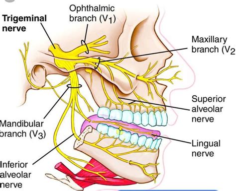 Dental Implant and nerve damage lawyers