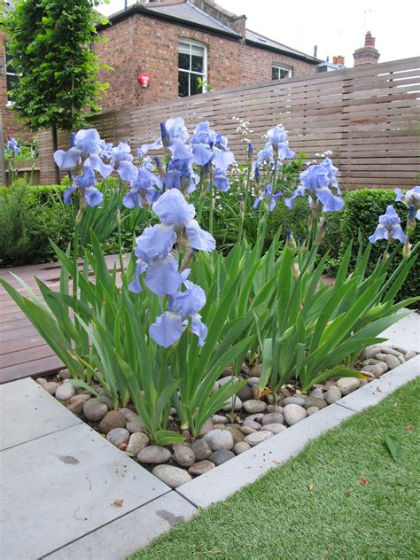 Iris Bed - 'Jane Phillips' RHS AGM. The bed of Iris "Jane Phillips" separates the lawn and deck ...