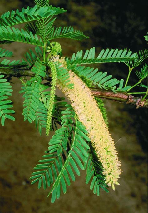 Prosopis juliflora (Sw.) DC. | Plants of the World Online | Kew Science