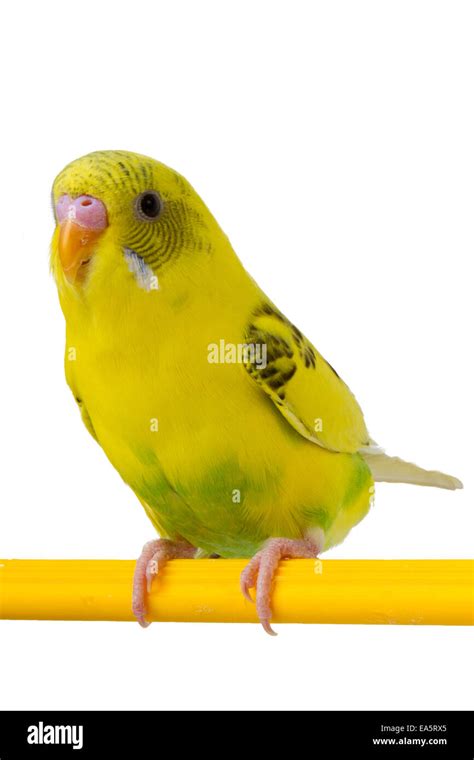 beautiful yellow budgie sitting Stock Photo - Alamy