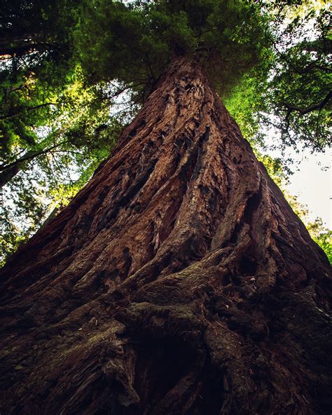 Visiting the Tallest, Oldest & Largest Trees in the World (California ...