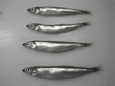 Capelin Female, Capelin Male, Capelin Roe Suppliers, Exporters - CTLE ...